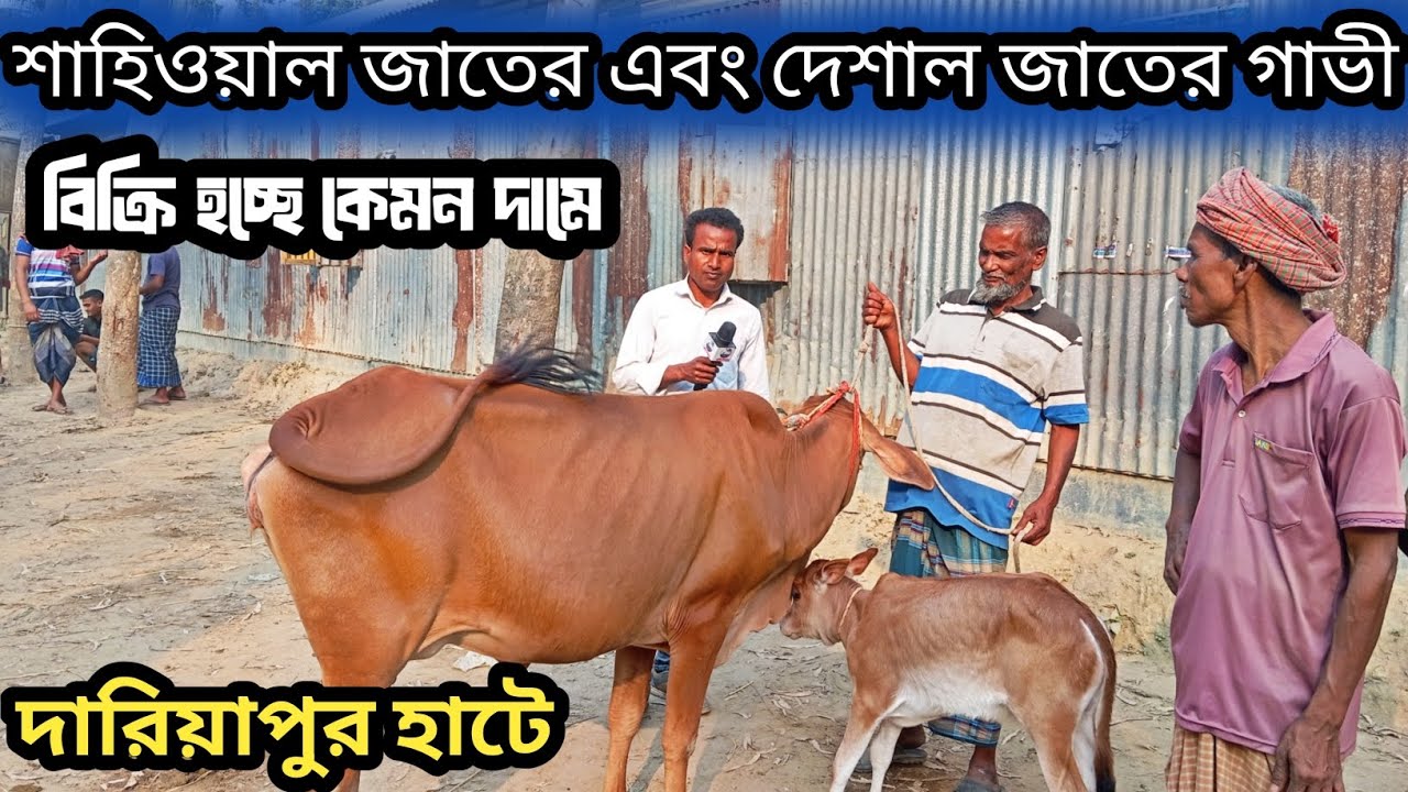 ২৮ফেব্রুয়ারি ২০২৬| তুলনামূলক কম দামে বিক্রি হচ্ছে বাচ্চা সহো গাভী গাইবান্ধা জেলার দারিয়াপুর হাটে!
