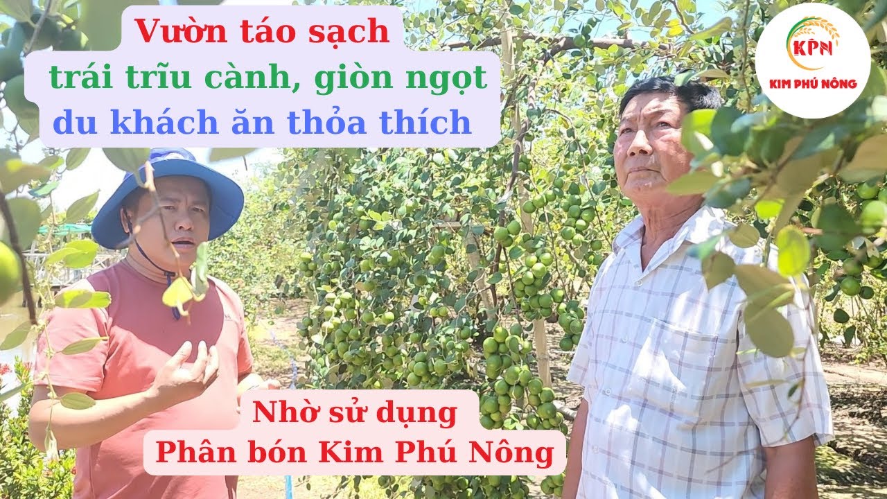 #Phân bón Kim Phú Nông: Vườn Táo sạch hữu cơ, trái trĩu cành sẵn sàng phục vụ du khách Lễ, Tết