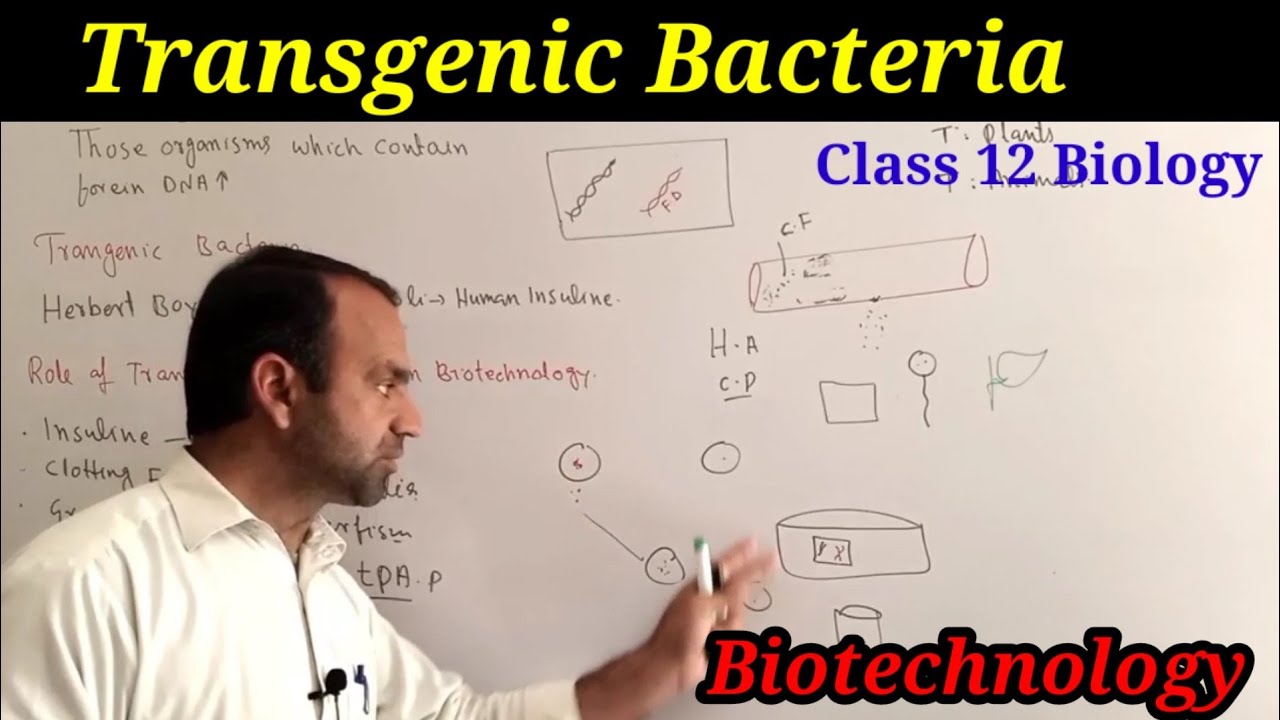 Transgenic Bacteria Class 12 Biology | Transgenic organisms | Biotechnology