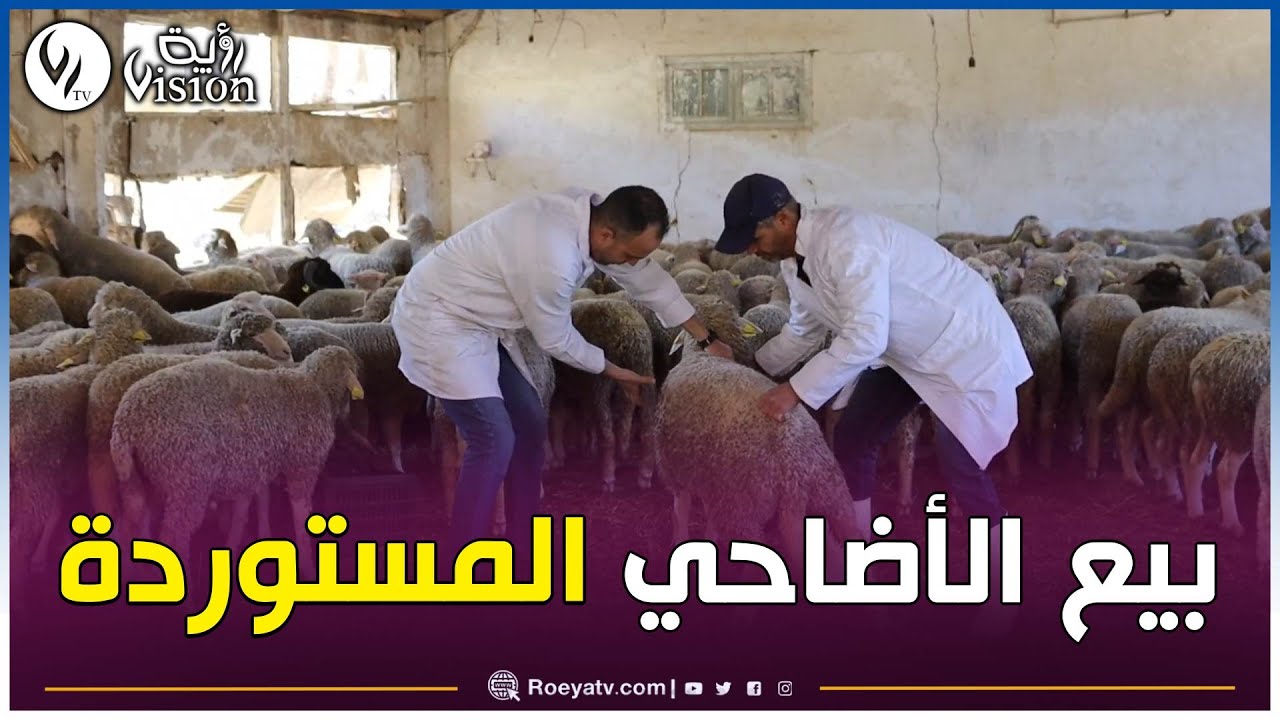 🔴 المدية : إنطلاق عملية بيع الأضاحي المستوردة للمواطنين وسط إجراءات تنظيمية محكمة