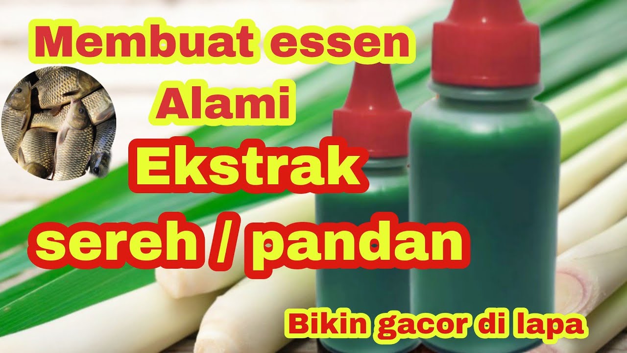 MEMBUAT ESSEN IKAN MAS EKSTRAK SEREH -PANDAN || AUTO GACOR DI LAPAK