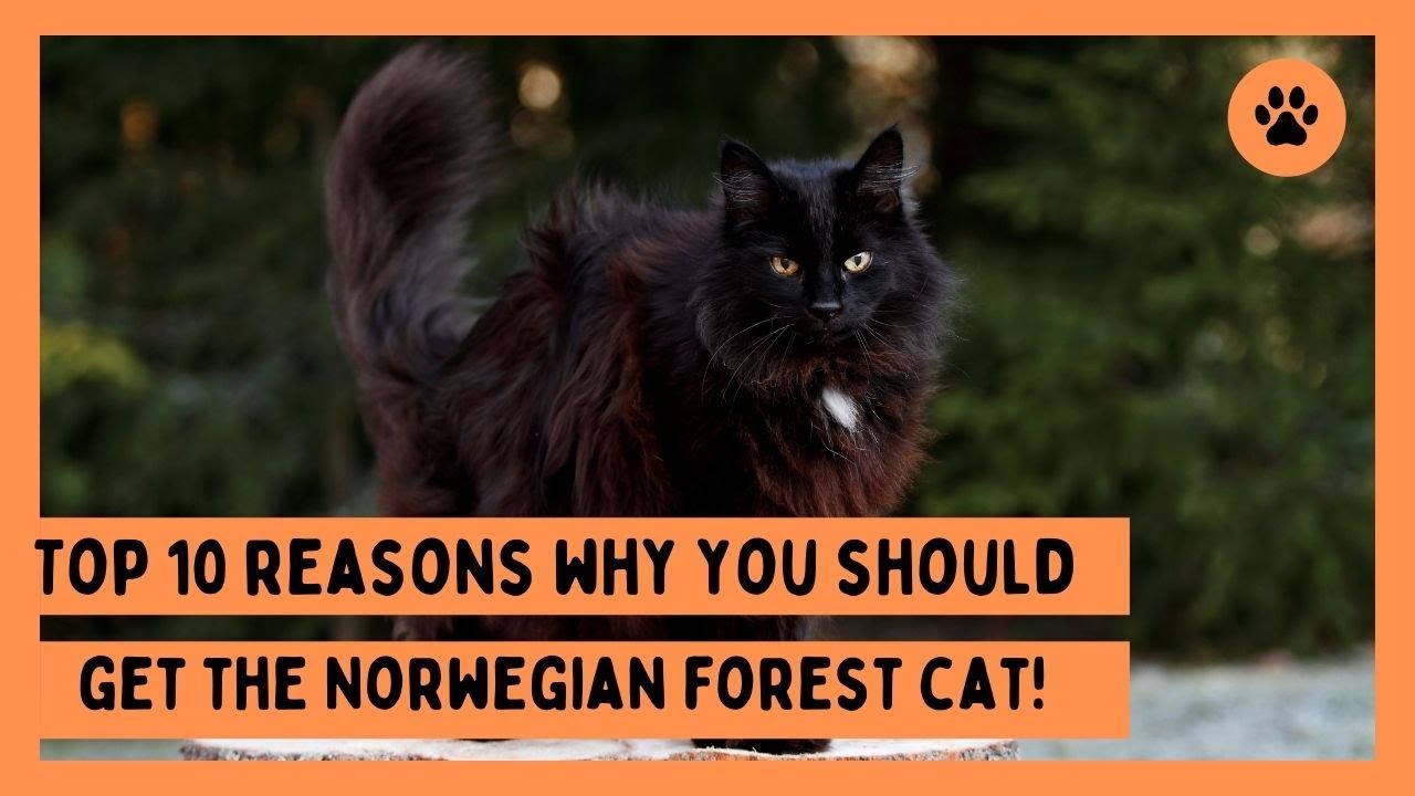 TOP 10 Reasons Why you Should get a Norwegian Forest Cat