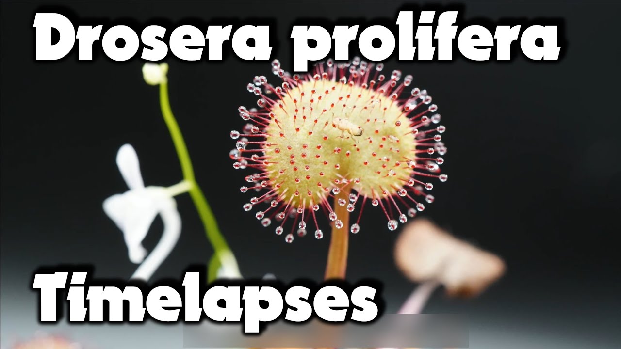 Drosera prolifera Timelapses Collection/Zeitraffer mit D.prolifera
