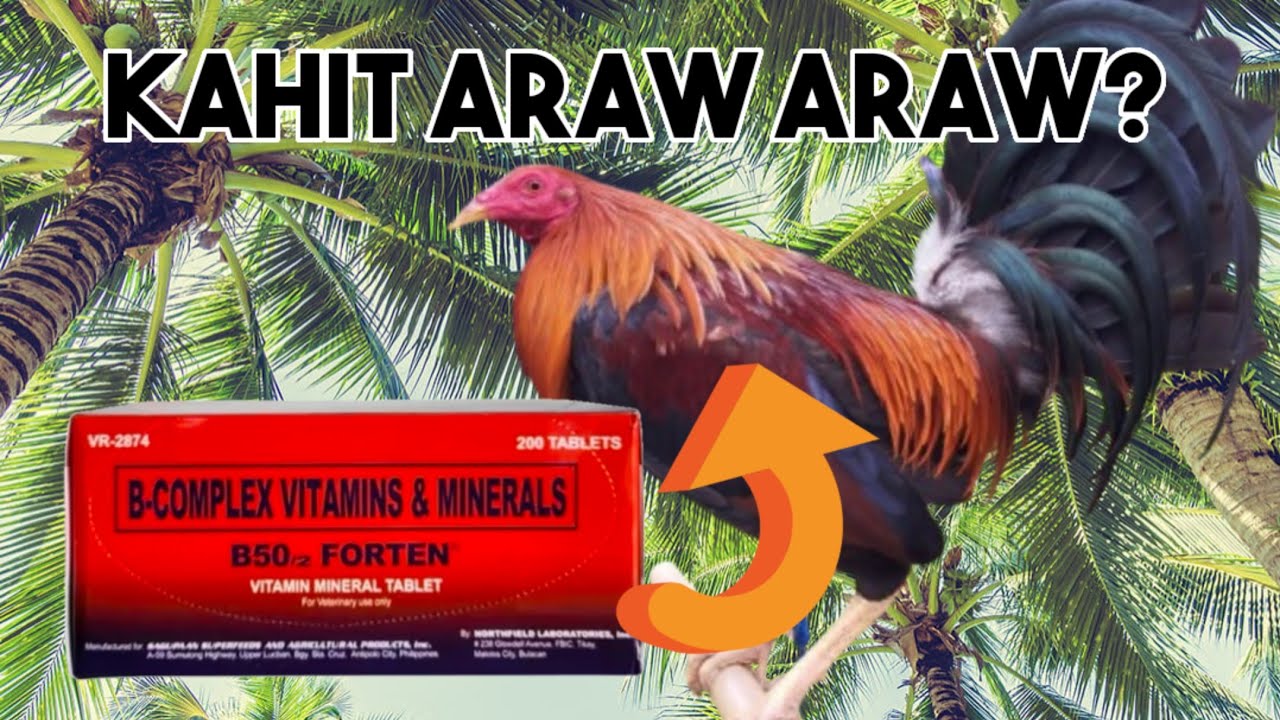 BAKIT B50 maganda nga ba ito sa ating alagang manok