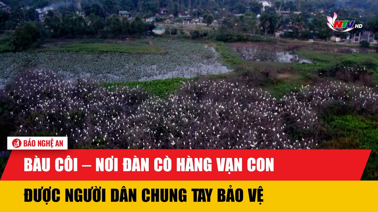 Bàu Côi – Nơi đàn cò hàng vạn con được người dân chung tay bảo vệ