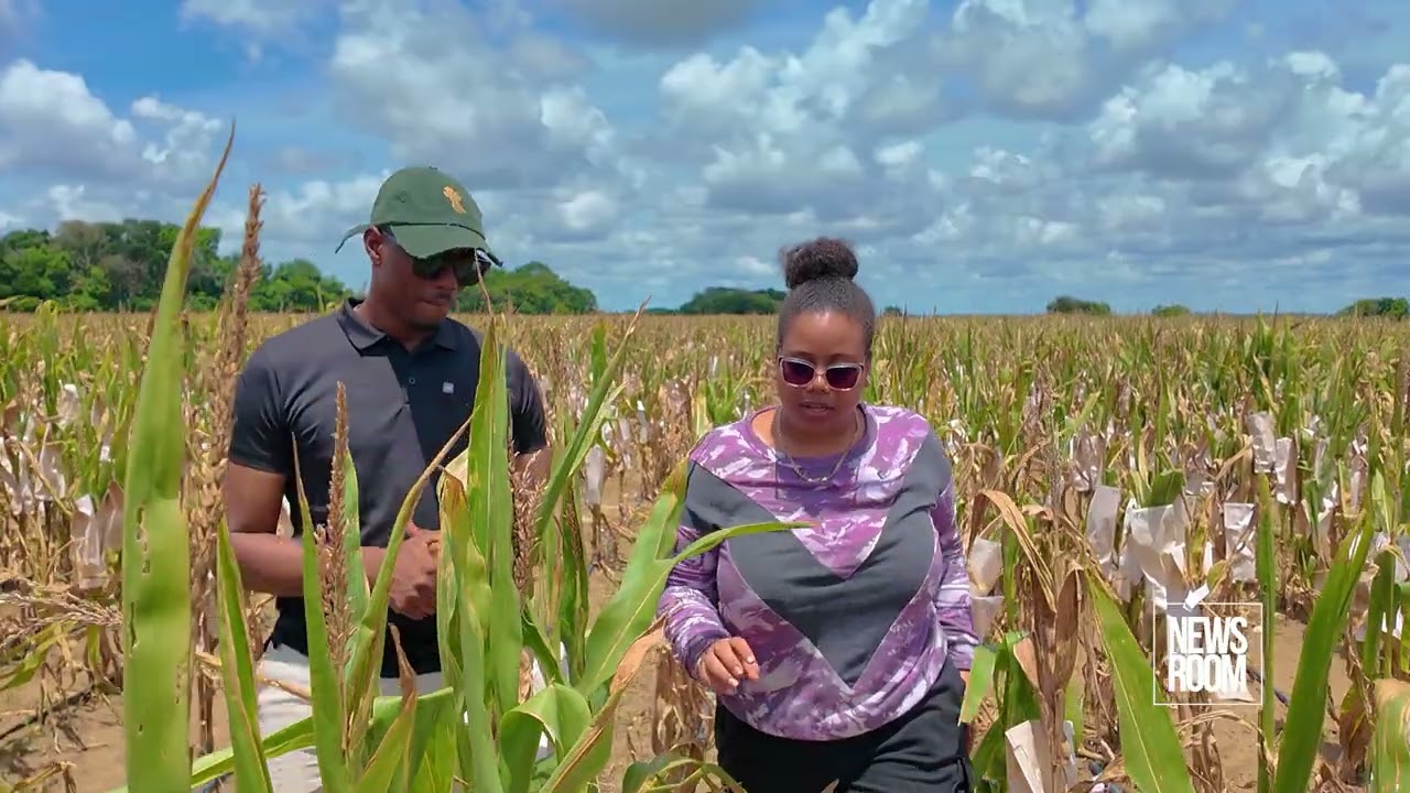 FROM SAVANNAH TO RIVERBANKS - GUYANA CULTIVATES A NEW FUTURE IN CORN AND SOYA