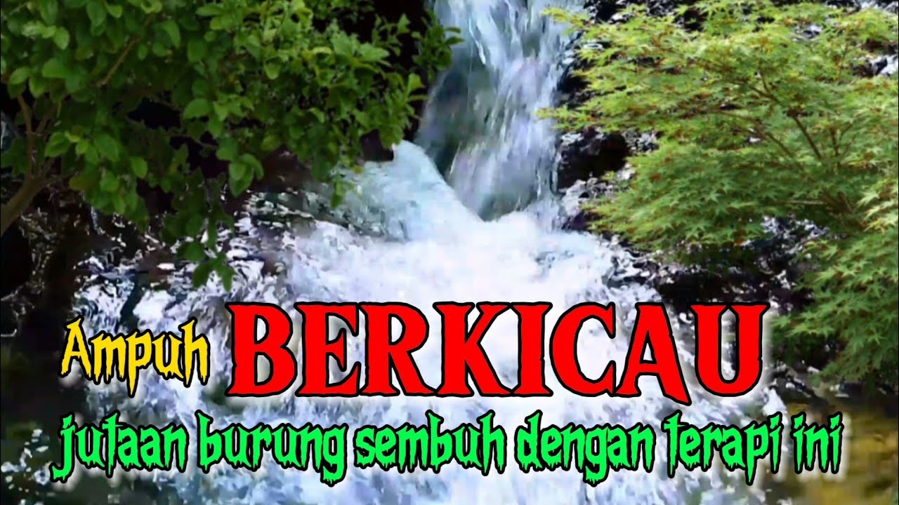 Terapi air ampuh untuk menghilangkan stres burung kembali berkicau gacor