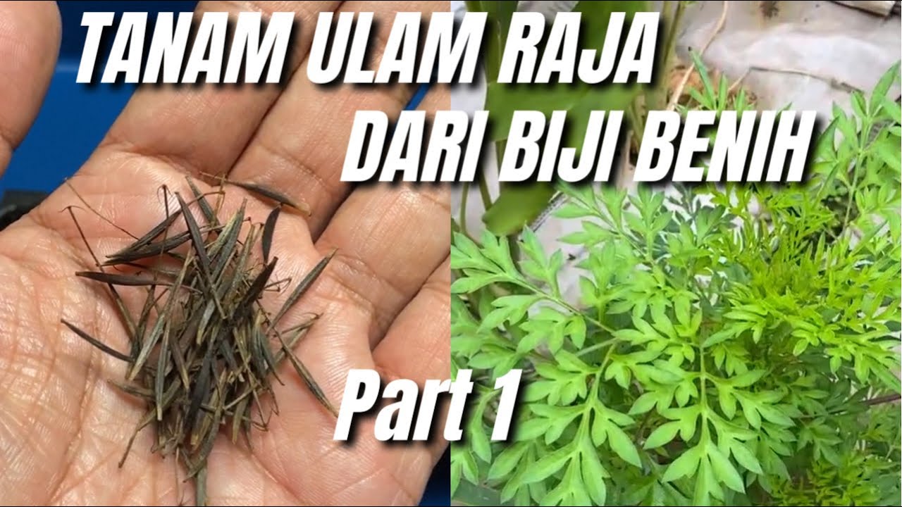 Cara semai tanam pokok ulam raja dari benih (Part 1)