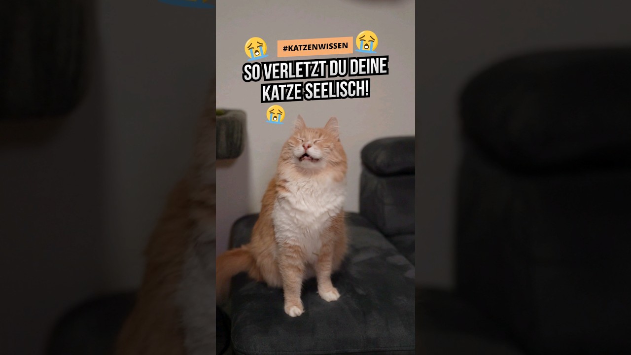 So qu&auml;lst du deine Katze seelisch OHNE es zu wissen! 🤦&zwj;♀️🤔 #katzenwissen #katzenleben #katzenliebe