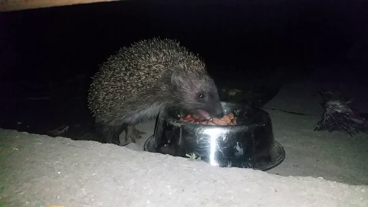Pies i jeż jedzą z jednej miski