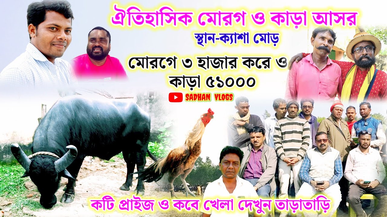 ক্যাশা মোড় ঐতিহাসিক মোরগ হাজার হাজার ও কাড়া ৫১০০ করে বিরাট আসর.kasha kara lorai
