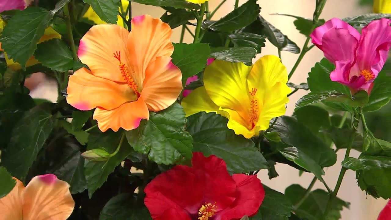 Cottage Farms Tutti Frutti Hibiscus Patio Tree with Carolyn Gracie