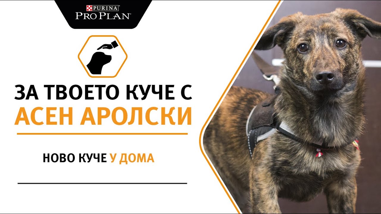 Съвети и трикове за ново куче у дома