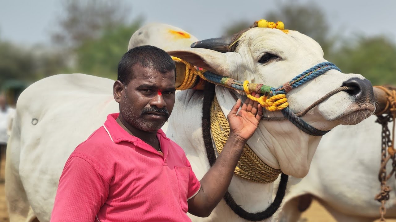చక్రాయపేట గ్రామం న్యూ కేటగిరీ 1వ జత KCOR BULL'S 💥💥💥💥