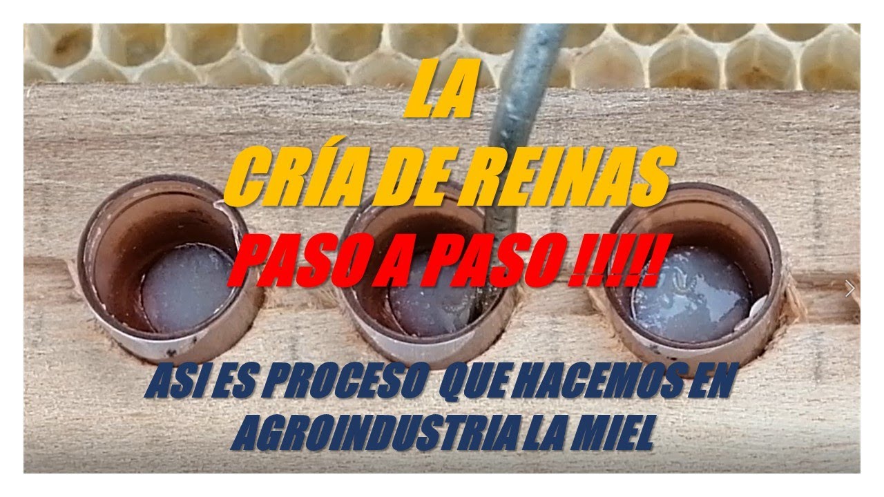 🐝 CRIANDO REINAS,  PASO A PASO. ASÍ ES EL PROCESO COMO LO HACEMOS EN AGROINDUSTRIA LA MIEL🌻🌻🌻🌻