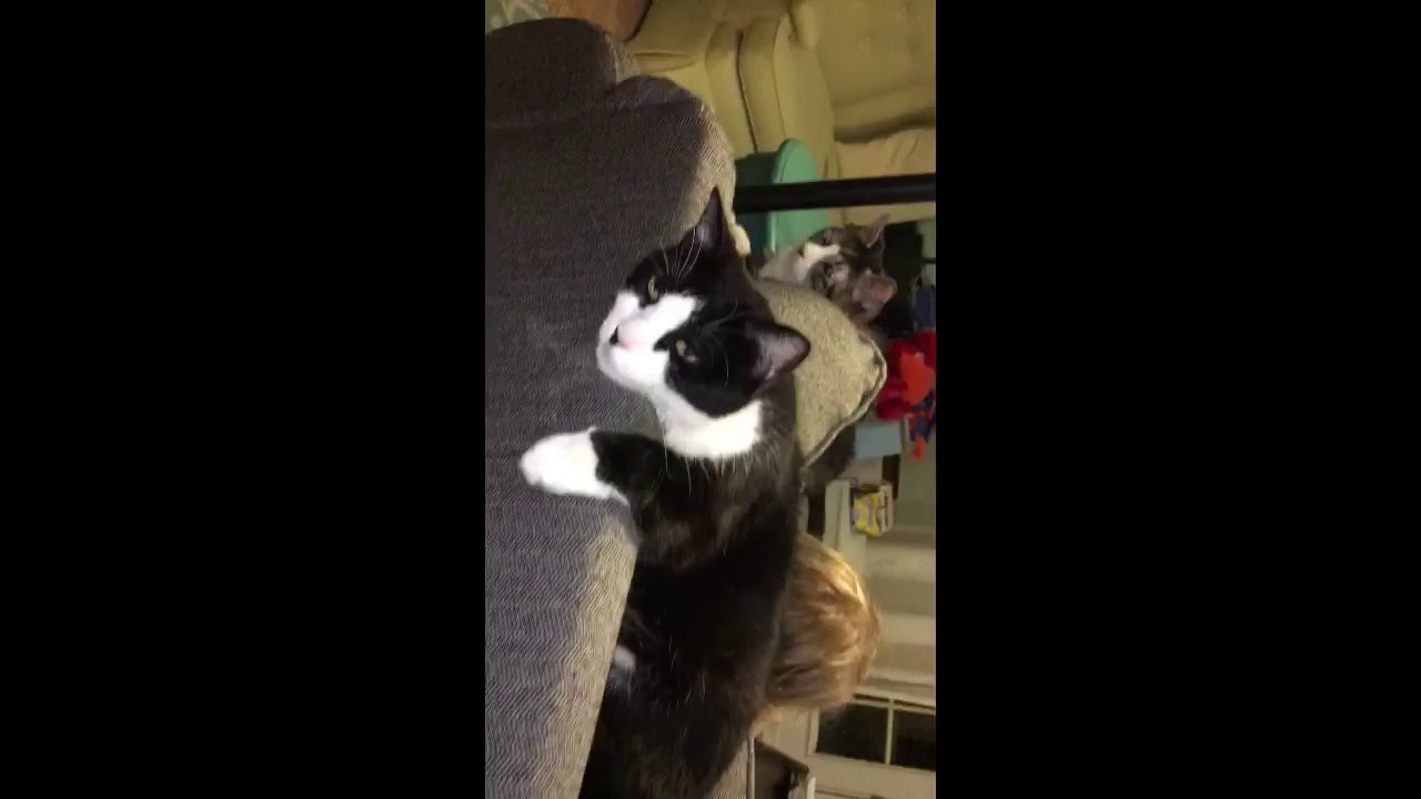 Meow Mo Baxter