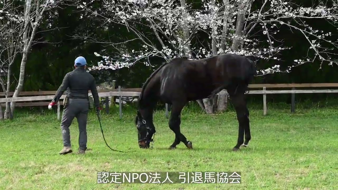 満開の桜の前で　ブラックバゴ