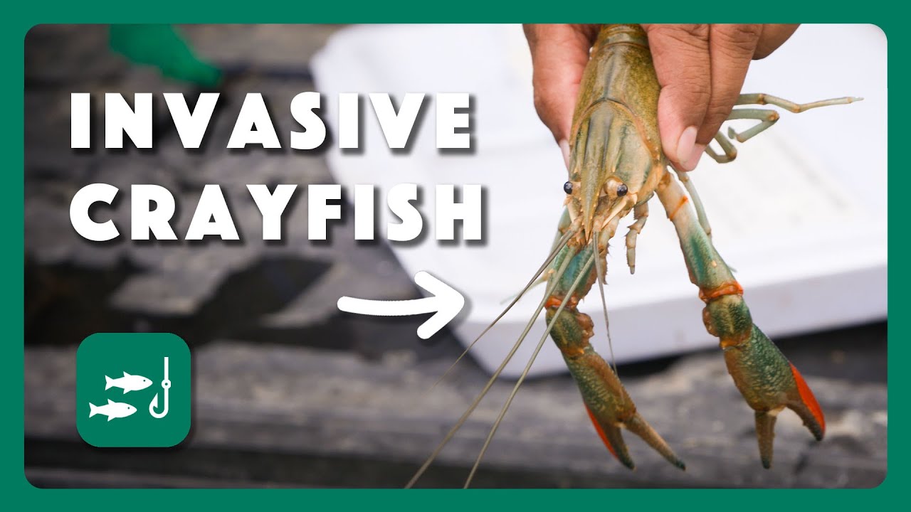 Invasive Crayfish in Texas