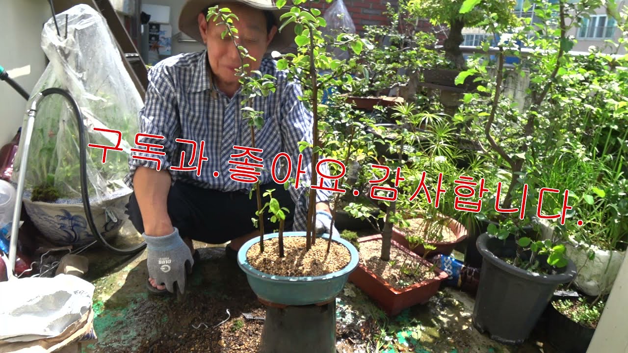 분재.  모과나무. 합식분재.만들기.