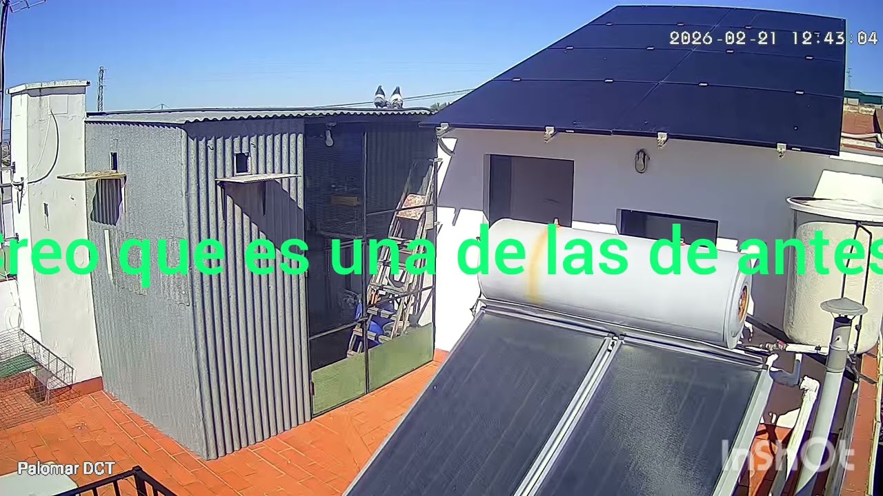 Trabajo de buen palomo. El Avispa.