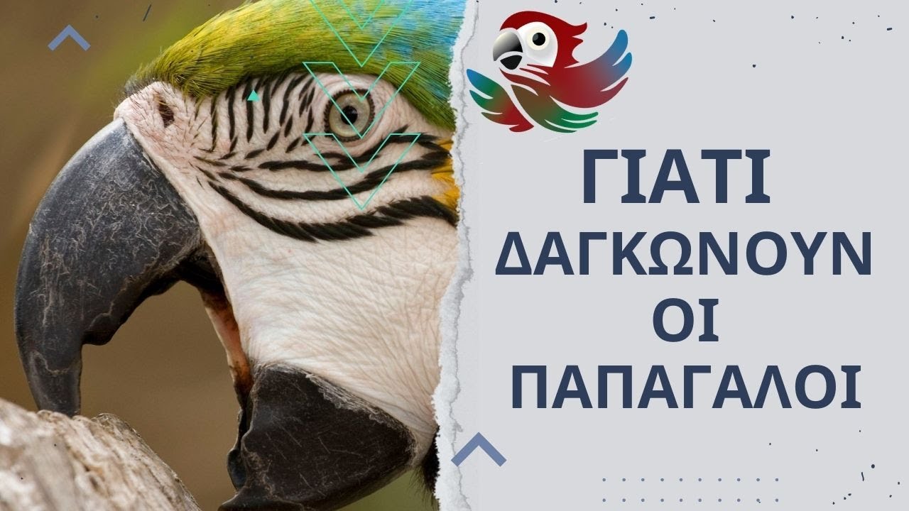Γιατί Δαγκώνουν Οι Παπαγάλοι.