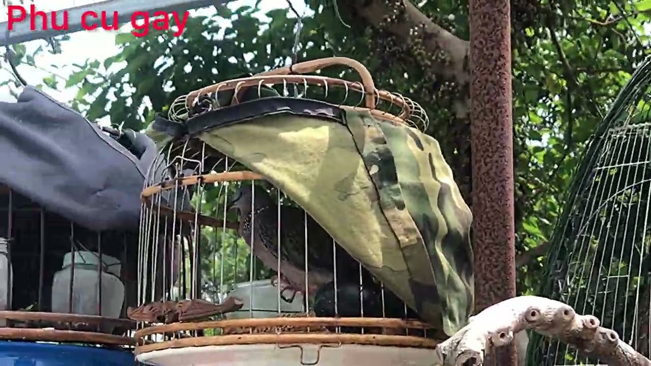 Ghé thăm nhà cu thủ có giàng cu mồi quá đã mọi người ơi
