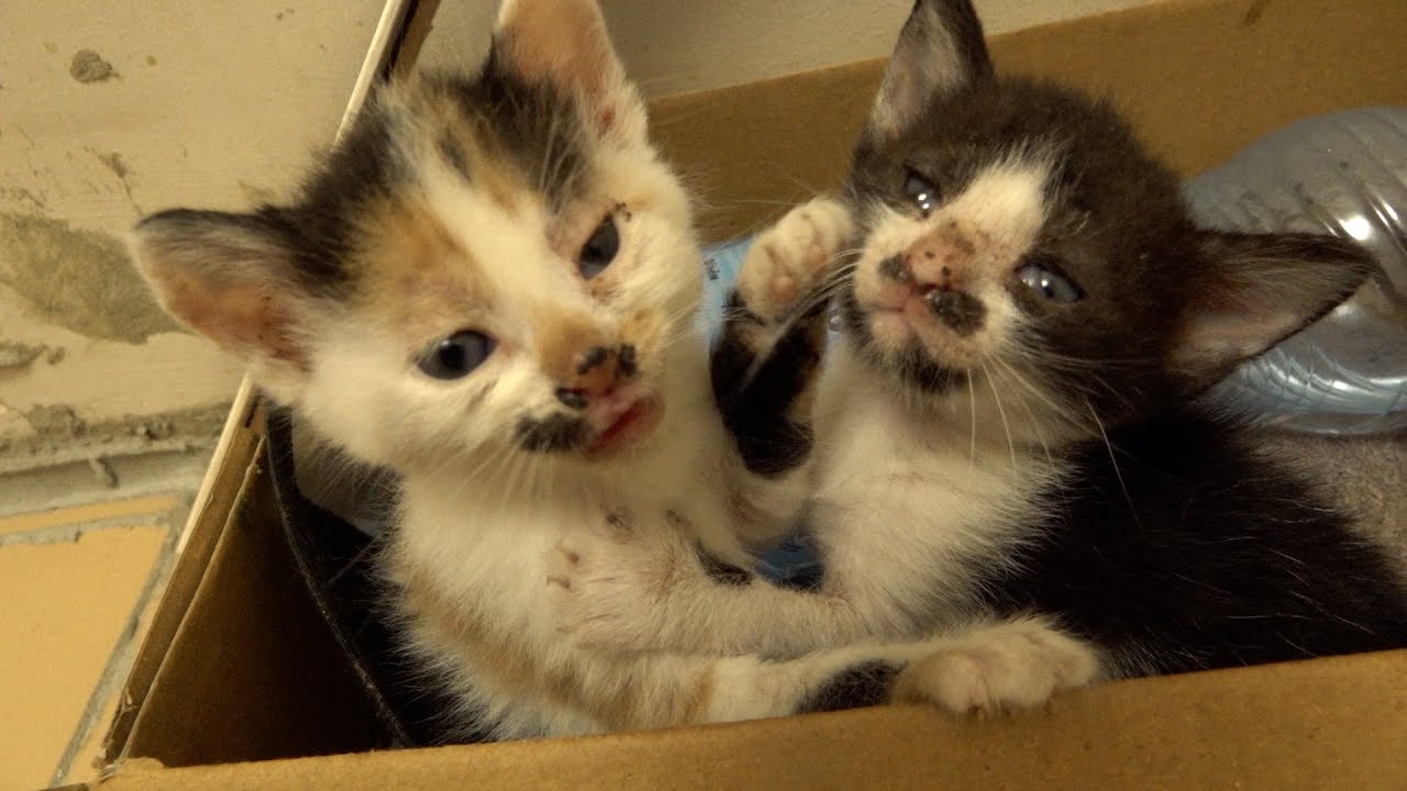 Kittens were born one month ago from bagira cat