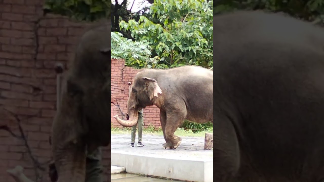 Melihat gajah di kebun binatang