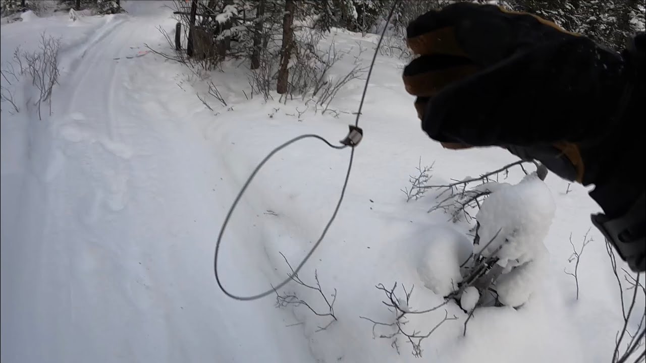 Alaska Wolverine and Wolf Trapping 2023 (Episode 7)