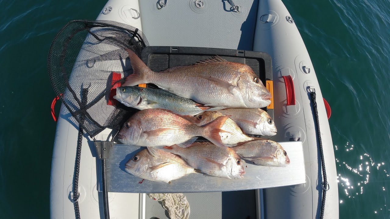 75 cm Snapper 5.1 kg !! I caught 7 Snappers and 1 Kahawai today, Army bay, Whangaparaoa , NZ