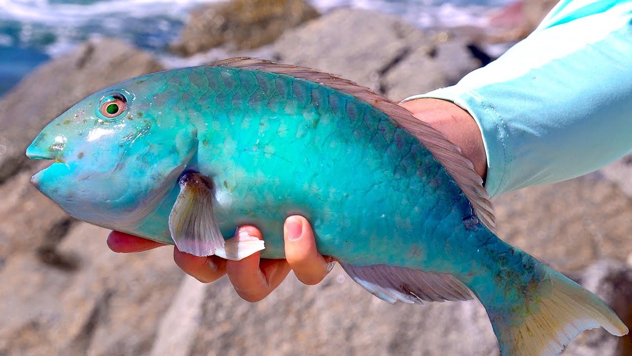 Using Seaweed as Bait to Catch Tropical Fish - ft. The Fish Whisperer
