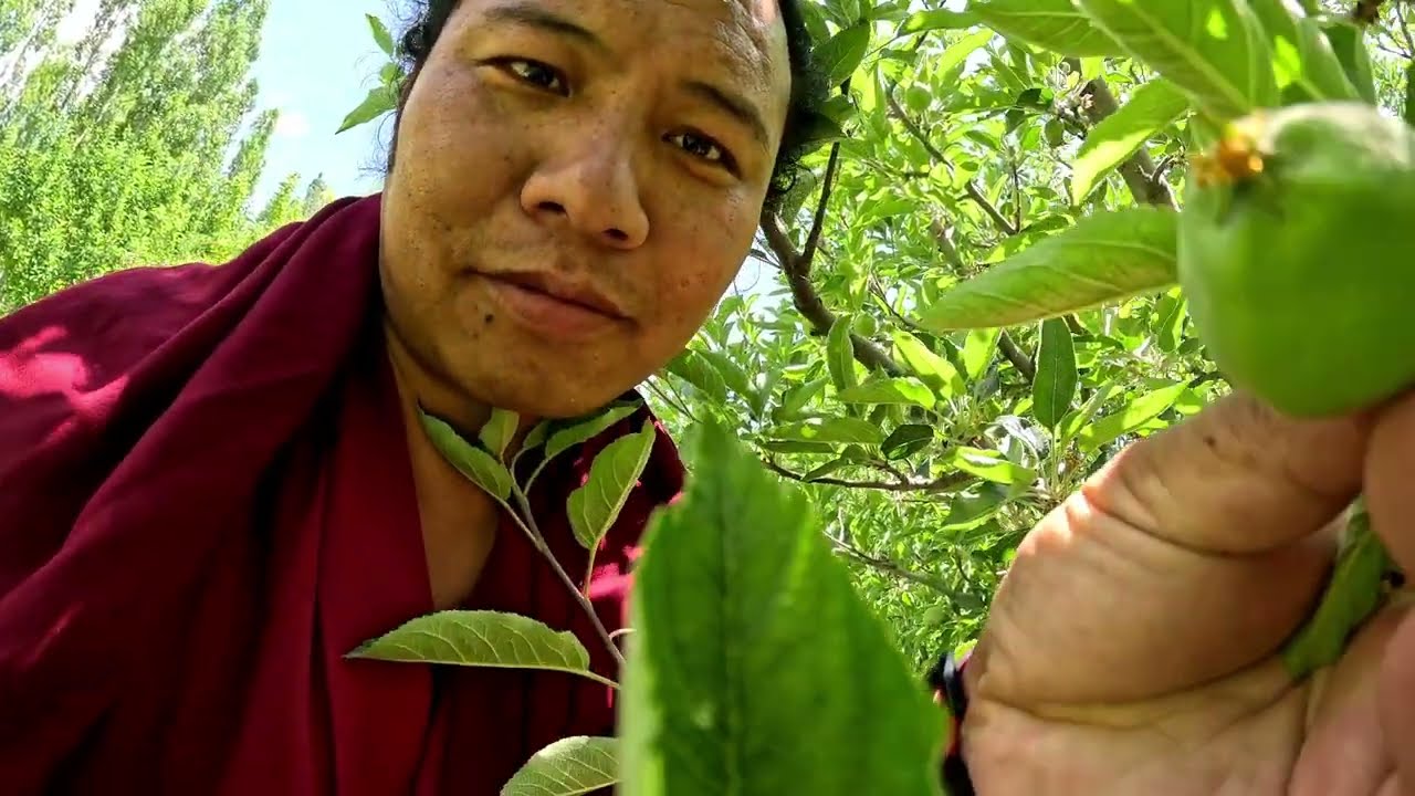 Ladakh Apples 🍎 and Peaches 🍑 Trees 🌳