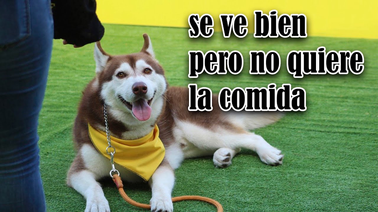porqué  mi perro no quiere comer, te muestro como engordar a un perro husky siberiano para que coma