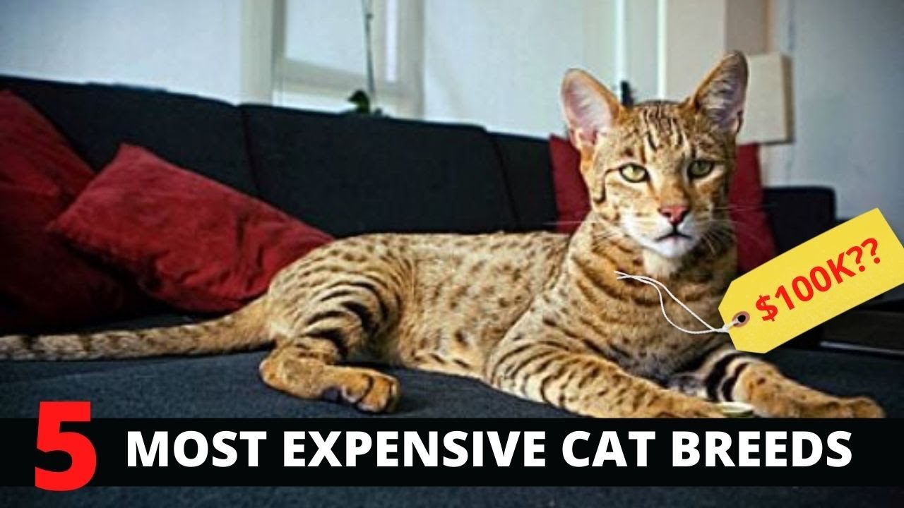 Top 5 Most Expensive Cat Breeds - Most Popular Cat Breeds 2022
