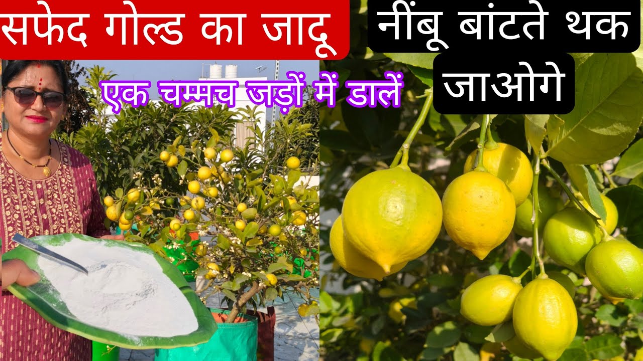 सफेद गोल्ड  एक चम्मच नींबू के जड़ों में डालें,सब कुछ कर लिया अभी तक फूल नहीं आ रहे हैं तुरंत करें