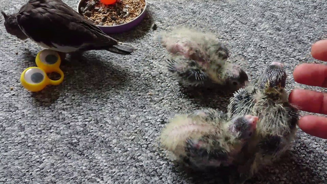 العناية بفراخ الكروان الجزء 2