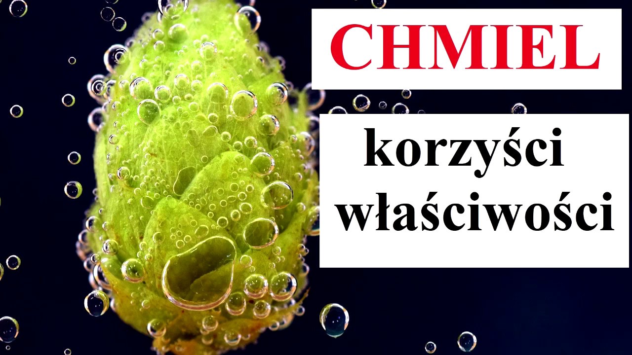 CHMIEL - korzyści i właściwości