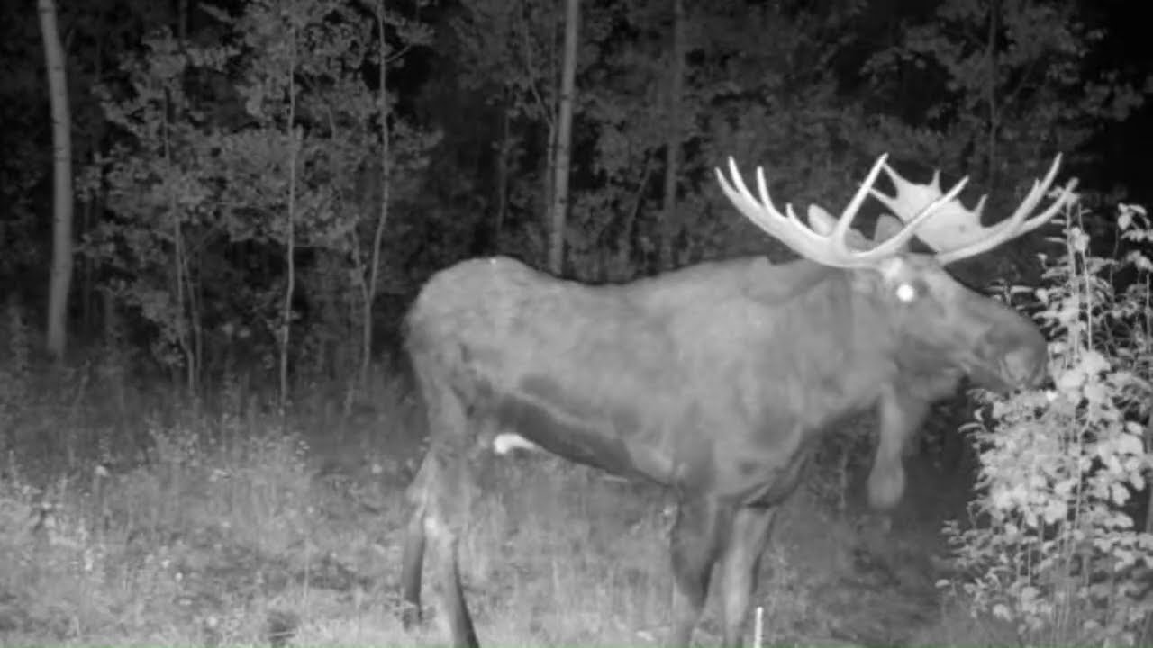Moose Utah 2025 #wildlife #utah #moose #nature #youtube #video #yt #viral  #wildlifecameras
