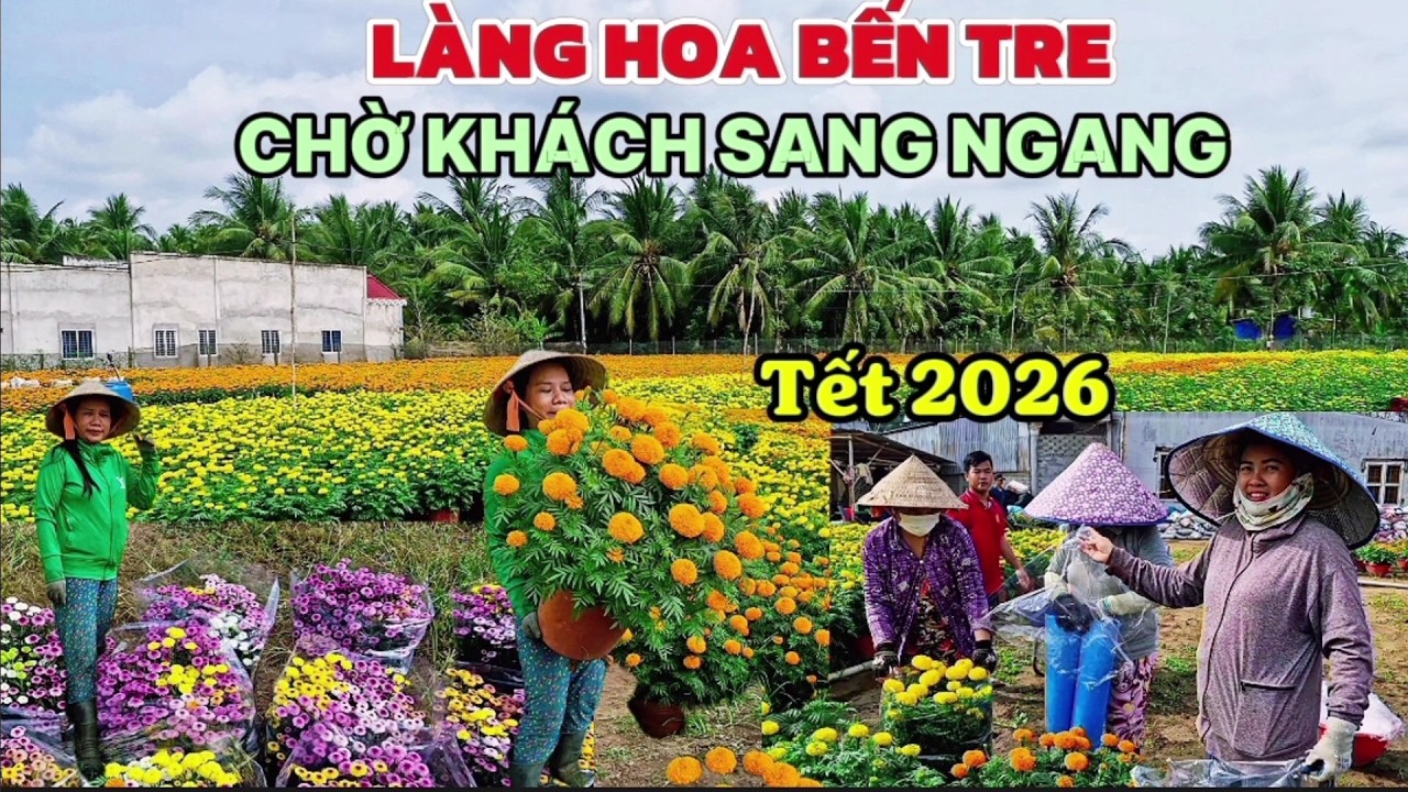 TẾT 2026 BẾN TRE NHIỀU VƯỜN HOA ĐẸP BUNG LỤA CHỜ KHÁCH ĐẾN SANG NGANG 