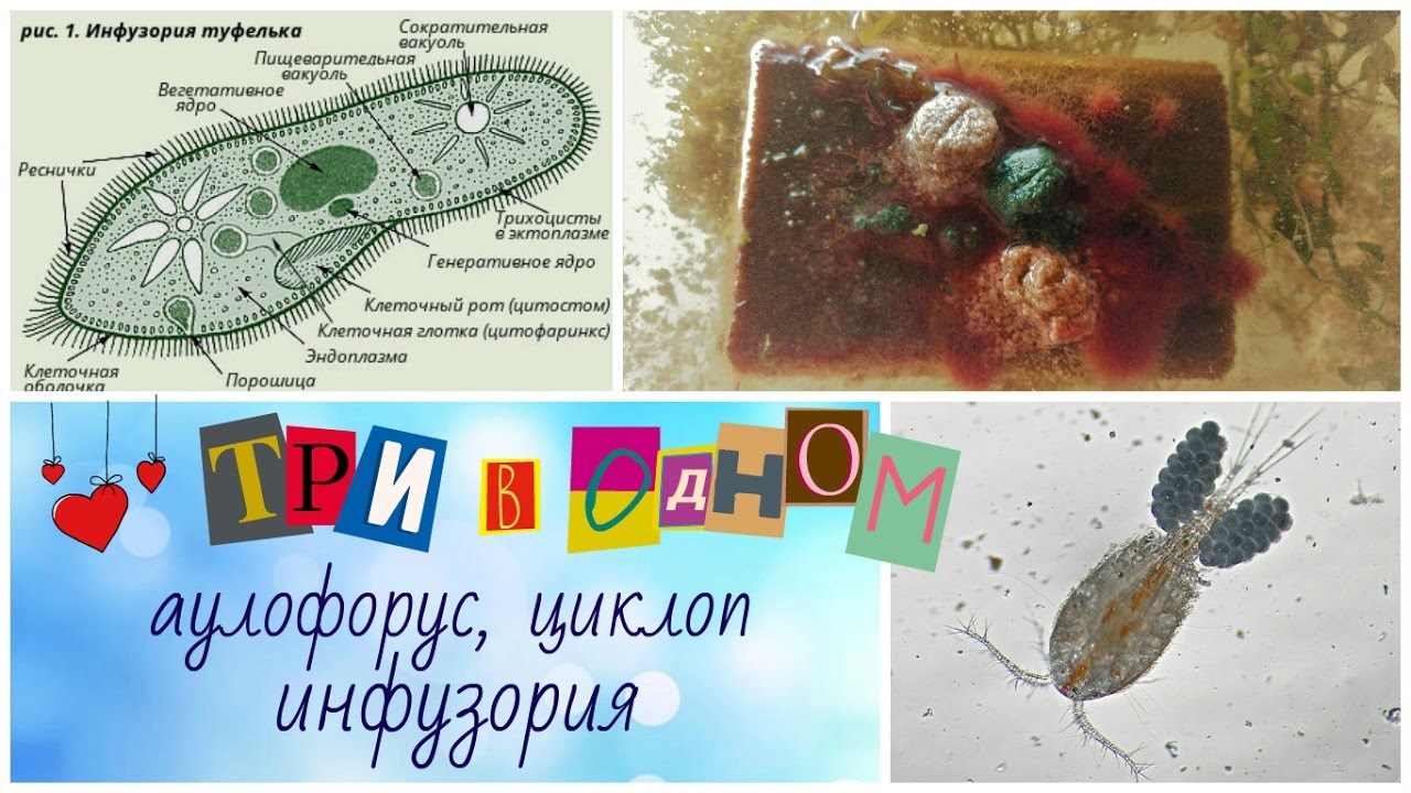Аулофорус, циклоп, инфузория. Три в одном!!! Корм для мальков.
