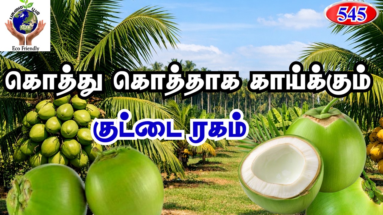 கொத்து கொத்தாக காய்க்கும் குட்டை ரகம் 😱🥥A dwarf variety that bears fruit in clusters❗💯 #fyp