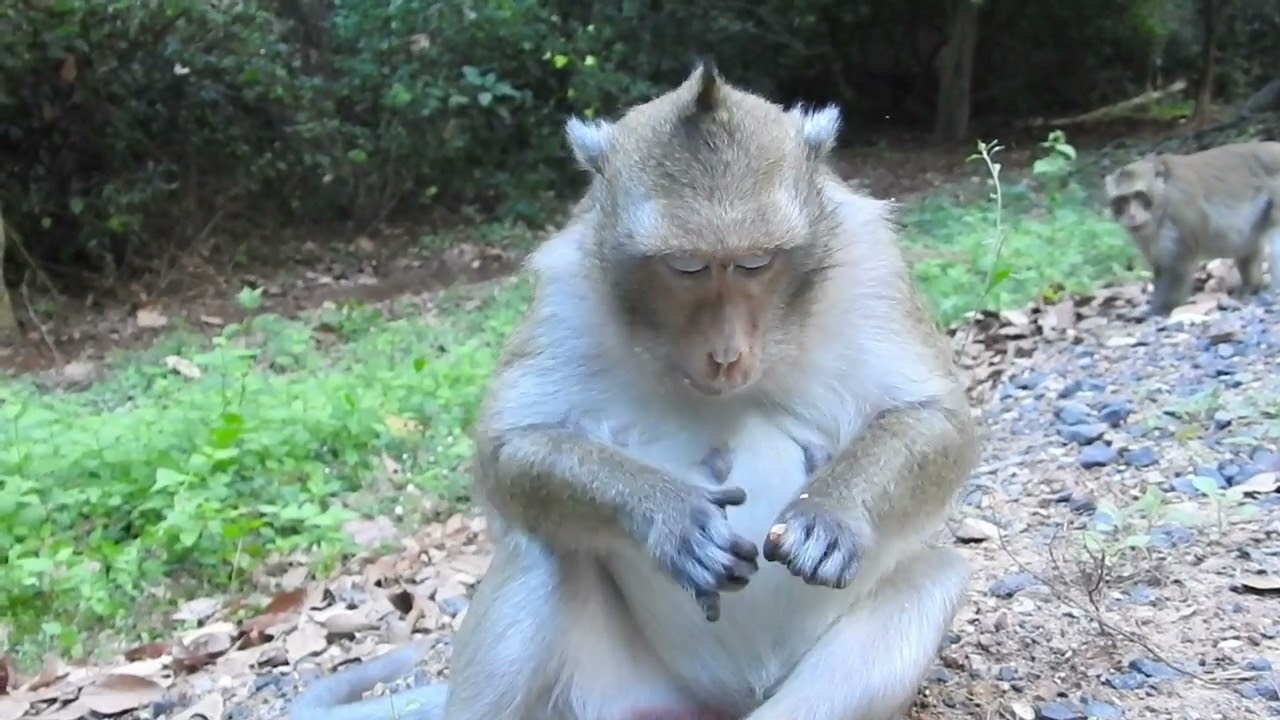 Karita monkey eating peanut.