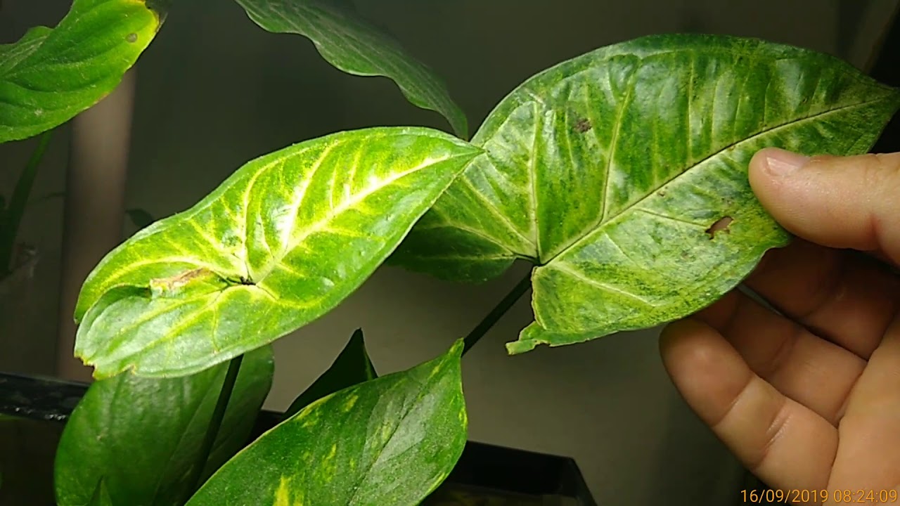 Planta jibóia no aquário 🤔