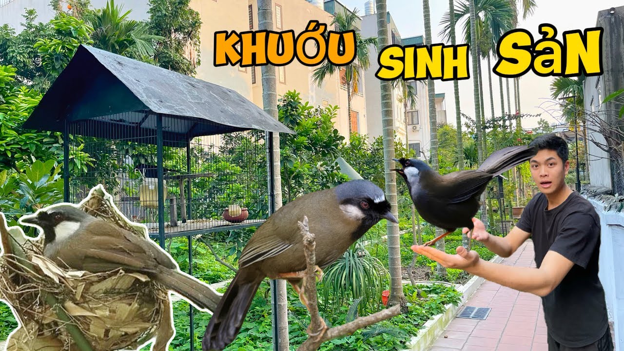 Nuôi thả tự nhiên ghép chim KHƯỚU BẠC MÁ & KHƯỚU Ô LỜ SINH SẢN - Hóng Kết Quả || Đạt Bird TV