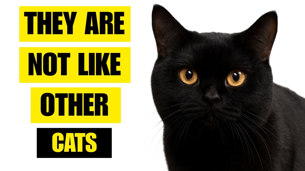 9 Surprising Truths About Black Cats You Never Knew