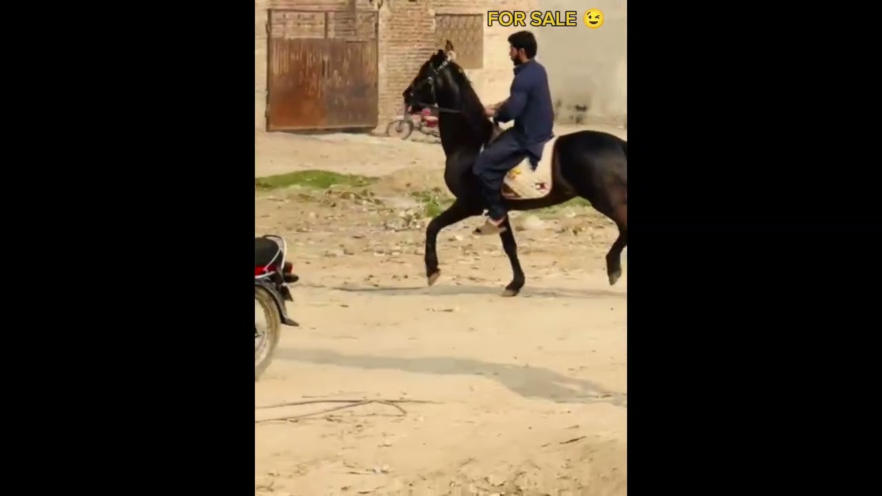 Beautiful horse age 6 and height 63 inches 