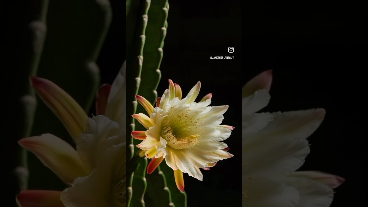Night Bloom