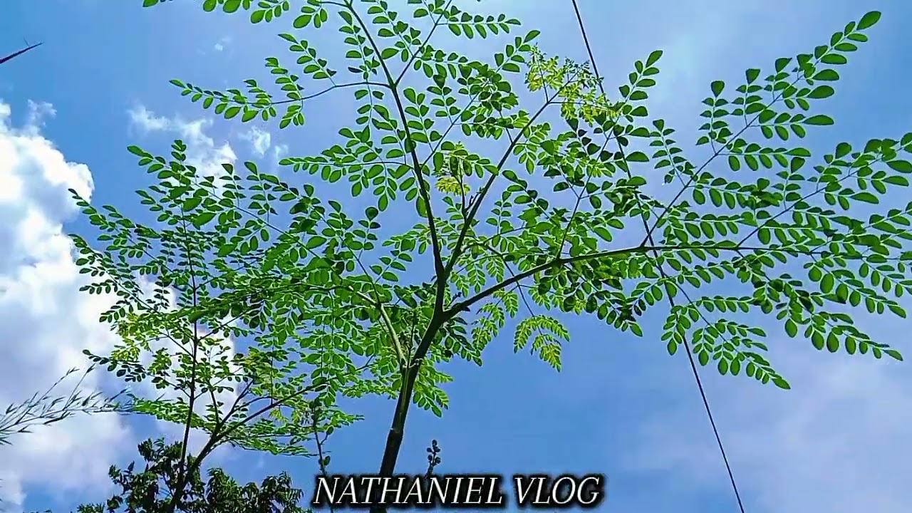 #views #bisayavlogger #song