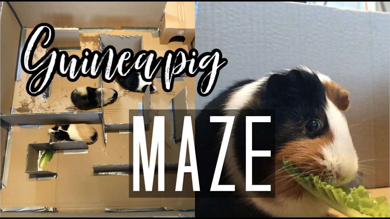 Guinea Pig Maze!