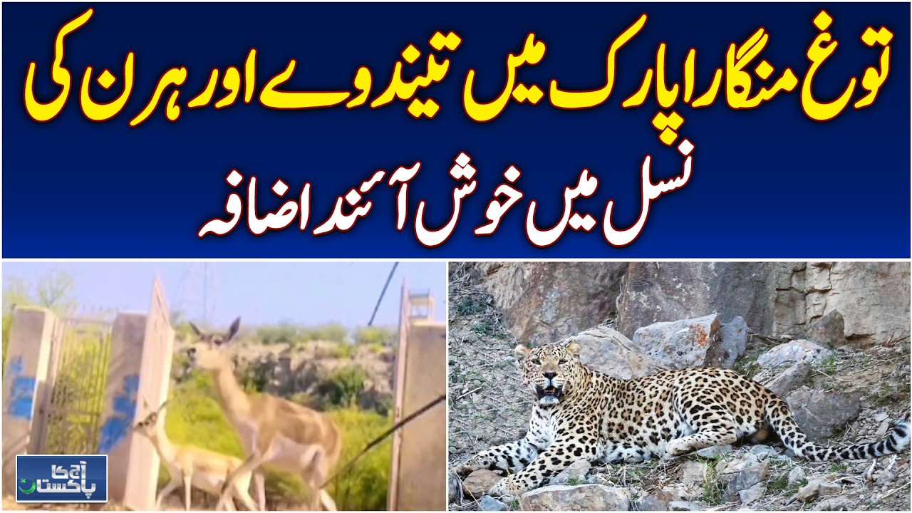 Kohat Wildlife Conservation | Leopard & Deer Breeding Success | Togh Mangara Park - Aaj News